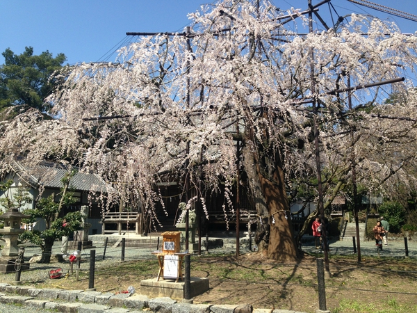 桜 満開っっ! 春 満喫っっ!!! 第2弾っ 桜 満開っっ! 春 満喫っっ!!! 第2弾っ