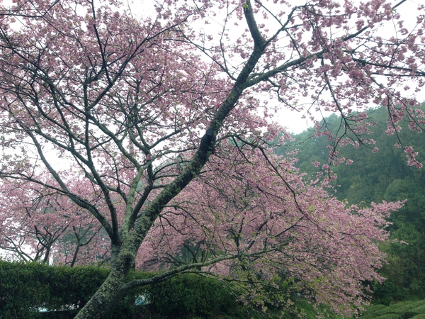 桜 満開っっ! 春 満喫っっ!!!! 桜 満開っっ! 春 満喫っっ!!!!