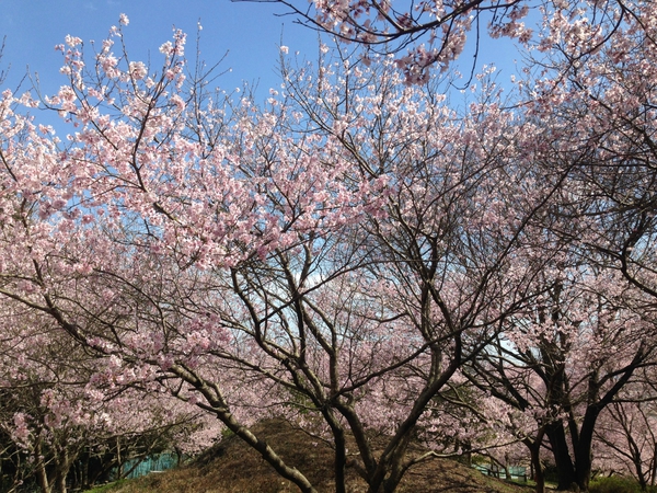 桜 満開っっ! 春 満喫っっ!!! 第3弾っ 桜 満開っっ! 春 満喫っっ!!! 第3弾っ