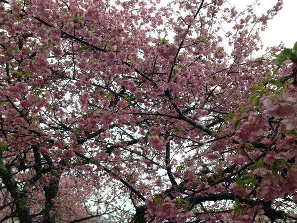 桜 満開っっ! 春 満喫っっ!!!! 桜 満開っっ! 春 満喫っっ!!!!
