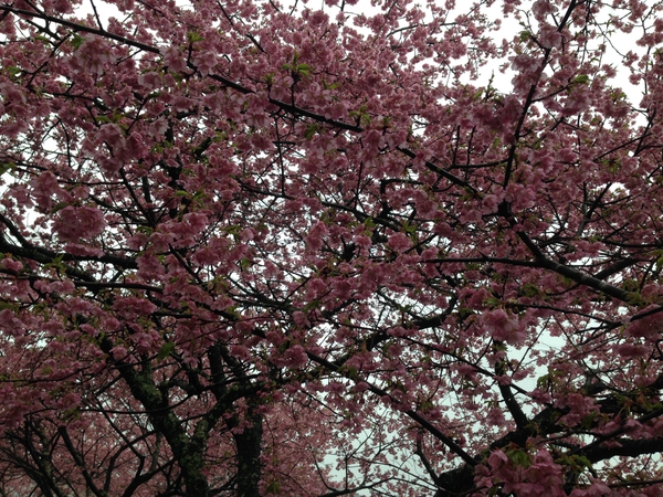 桜 満開っっ! 春 満喫っっ!!!! 桜 満開っっ! 春 満喫っっ!!!!