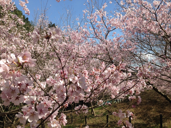 桜 満開っっ! 春 満喫っっ!!! 第3弾っ 桜 満開っっ! 春 満喫っっ!!! 第3弾っ