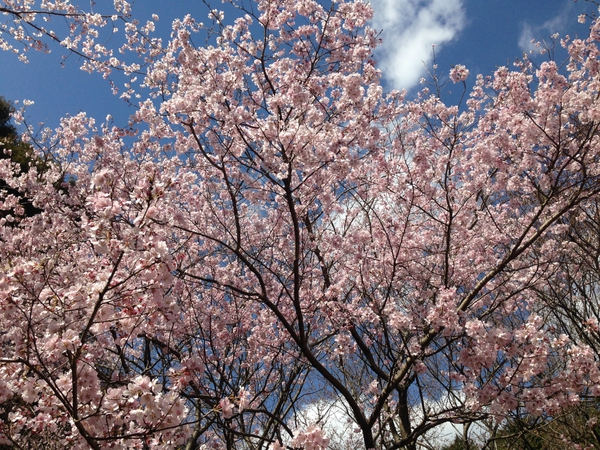 桜 満開っっ! 春 満喫っっ!!! 第3弾っ 桜 満開っっ! 春 満喫っっ!!! 第3弾っ