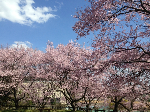 桜 満開っっ! 春 満喫っっ!!! 第3弾っ 桜 満開っっ! 春 満喫っっ!!! 第3弾っ