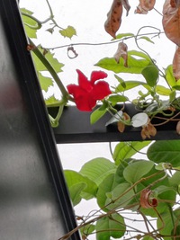 放置でも開花
