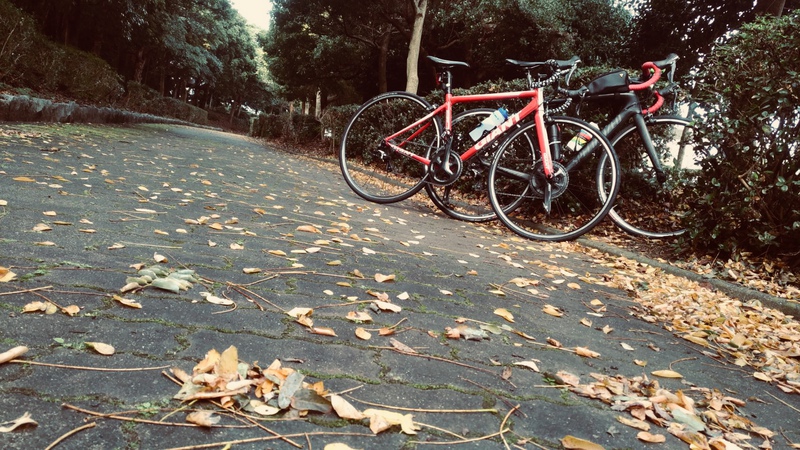 紅葉