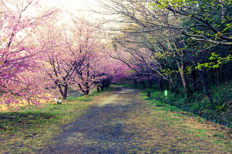 河津桜