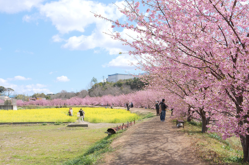 東大山河津桜祭り