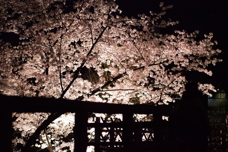 夜桜