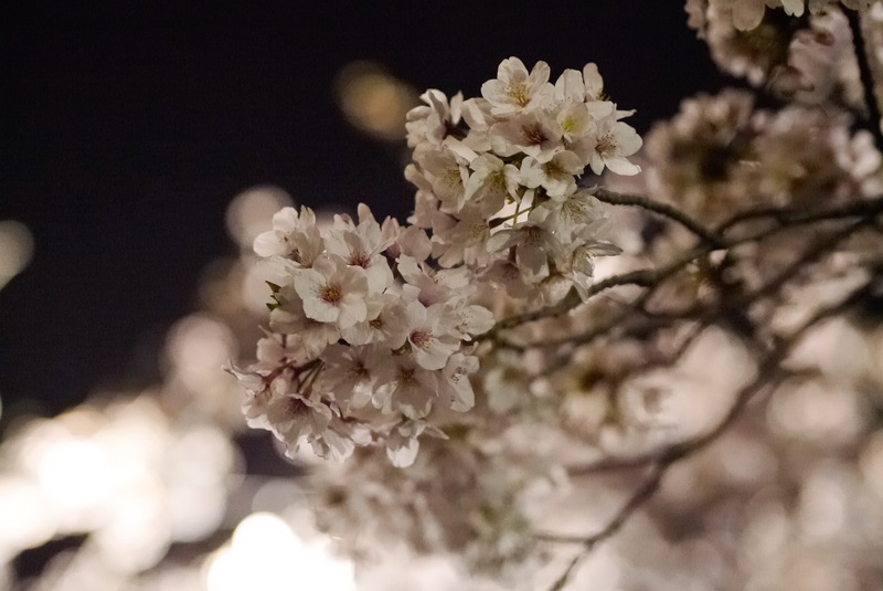 桜散る？