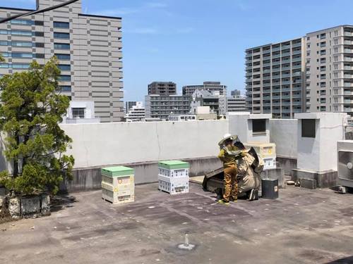 【KAGIYAビル】屋上での蜂蜜づくりをご紹介します！