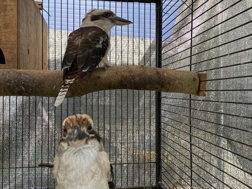 「スタッフブログ　鳥たちの飼育日記」特別編　ワライカワセミ繁殖報告