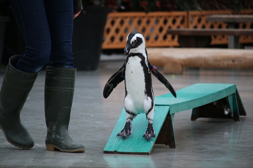 掛川花鳥園最年長ペンギン、その名も「ばぁちゃん」。