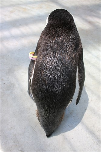 ケープペンギン「咲」の換羽前が……好き