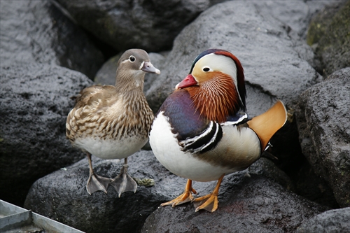 4月9日のイベントのお知らせ&副島の推し鳥を紹介します