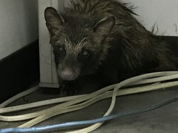 あにまる’ず あにまる’ず