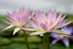 三人寄れば・・・・(人のつながりで世界は広がる)