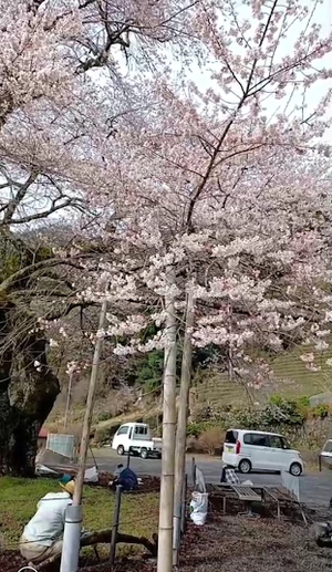 大野学校の大桜開花 大野学校の大桜開花