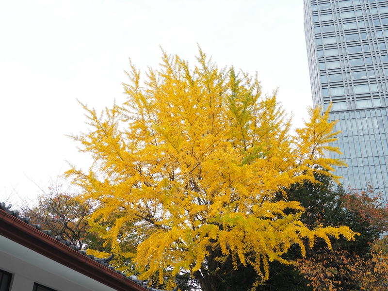 車を走らせているだけでいろんな紅葉が楽しめる時期になってきた! 車を走らせているだけでいろんな紅葉が楽しめる時期になってきた!