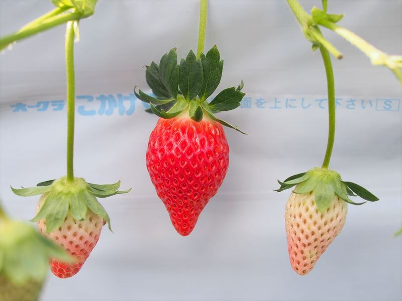 静岡産のいちご新品種「きらぴ香／きらぴか」は”紅ほっぺ”と”章姫”の良いとこ取りのバランス良い自慢のいちご