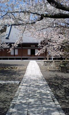 貞永寺の桜