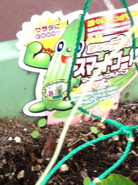 緑のカーテン
