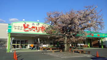 さくらはまだ