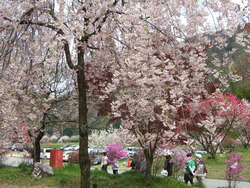 月川 花桃の里