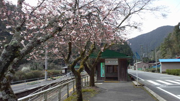 さくらはまだ