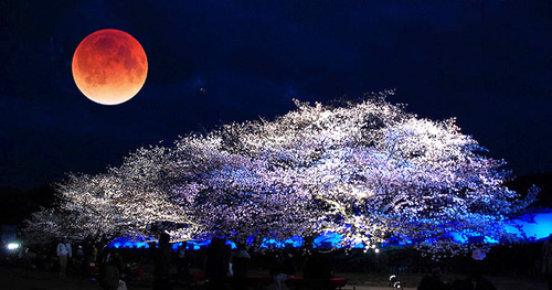 夜桜と紅い月