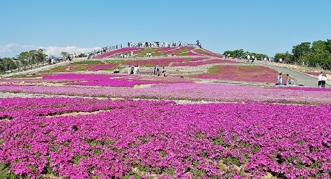 高原の絶景芝桜と日帰り温泉 高原の絶景芝桜と日帰り温泉