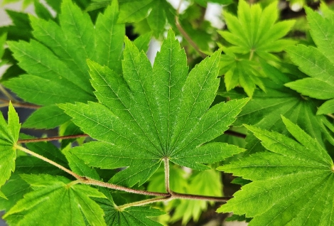 青モミジ垣根の向こうに青楓 青モミジ垣根の向こうに青楓