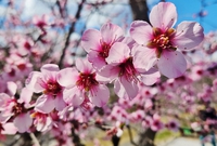 桜そっくりのこの花の実とは
