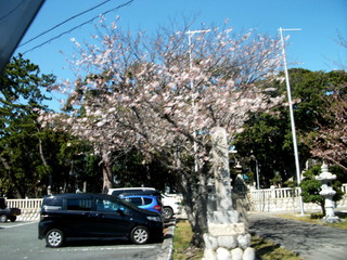 桜咲き始めました