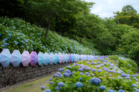 法多山尊永寺の美しいあじさい開花　あじさいまつり