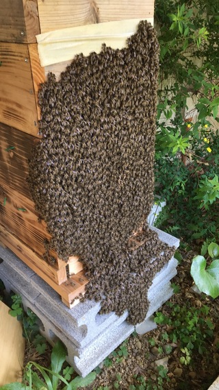日本ミツバチの分蜂が始まりました!