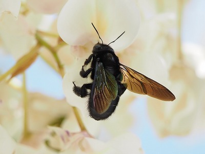クマバチはコワくない! クマバチはコワくない!