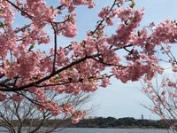 浜松市内の河津桜が満開！