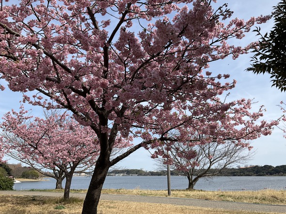 浜松市内の河津桜が満開！