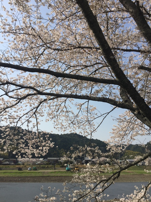 太田川桜堤の桜が満開