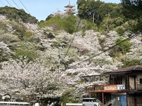 方広寺様の桜