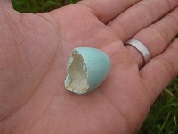 青い卵