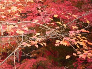 京都の紅葉と大根焚き