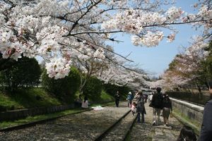 京都の桜です！　その２
