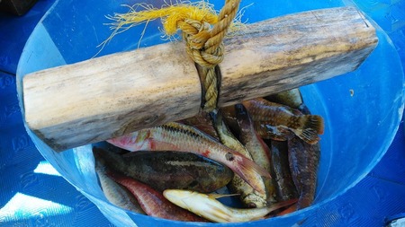 美ら海会ワールドツアーinセブ④海に潜れば腹が減る 美ら海会ワールドツアーinセブ④海に潜れば腹が減る