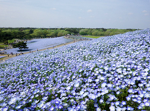国営ひたち海浜公園 国営ひたち海浜公園
