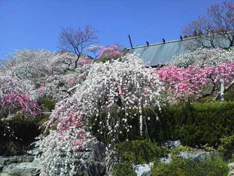 カナメ神宮001 カナメ神宮001