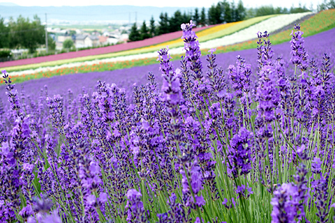 富良野2015 富良野2015
