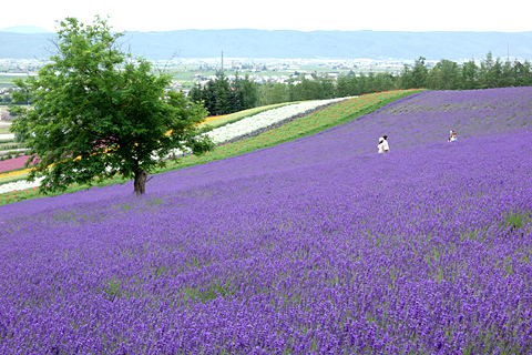 富良野2015 富良野2015