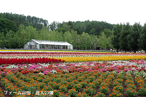 富良野2015(その2) 富良野2015(その2)